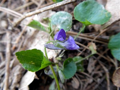 Viola riviniana Rchb., 1823