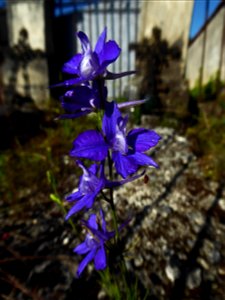 Delphinium L., 1753