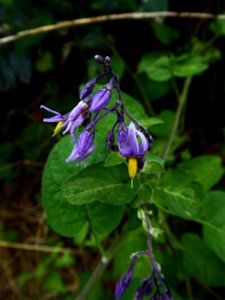 Solanum dulcamara L., 1753