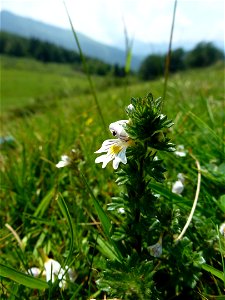 Euphrasia L., 1753