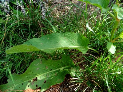Rumex obtusifolius L., 1753