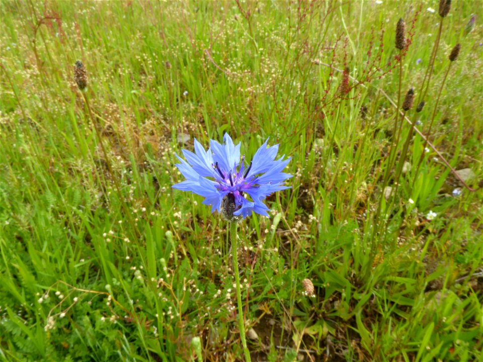 Cyanus segetum Hill, 1762