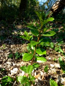 Rhamnus alaternus L., 1753