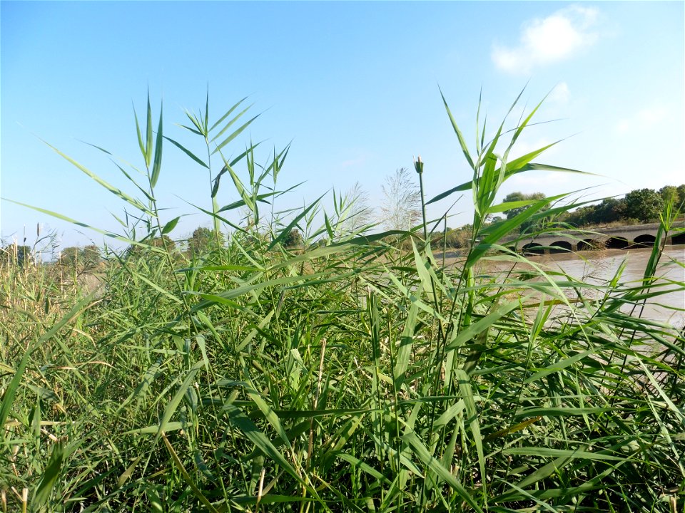 Phragmites australis (Cav.) Trin. ex Steud., 1840