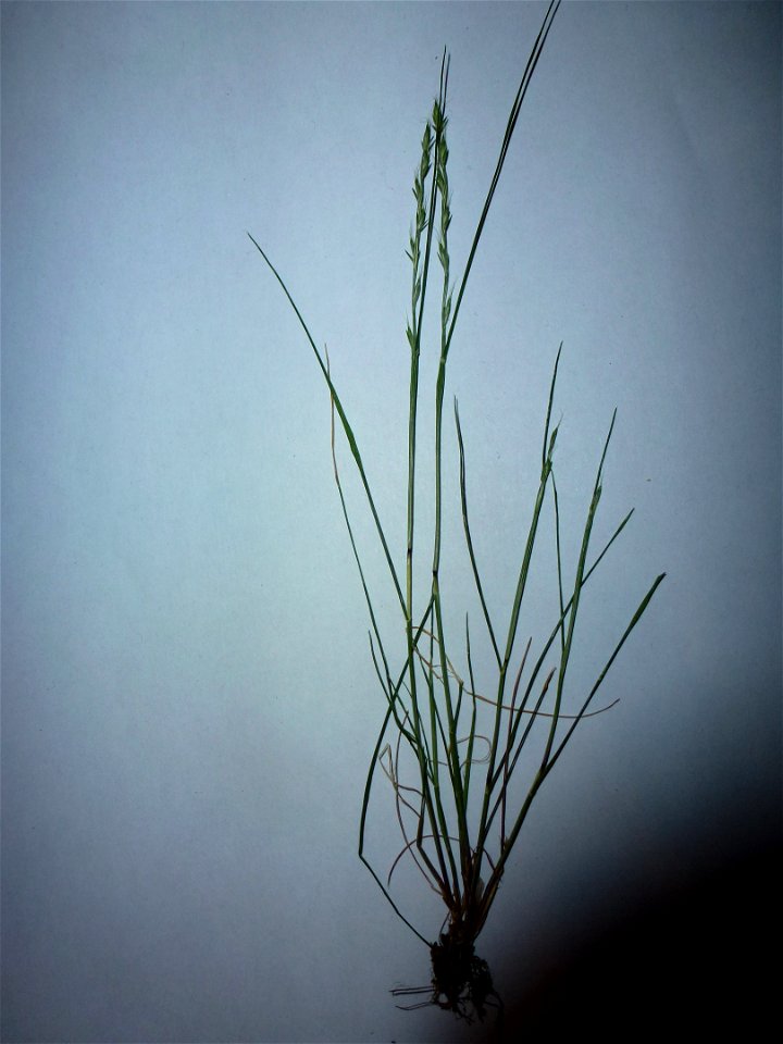 Elymus caninus (L.) L., 1755