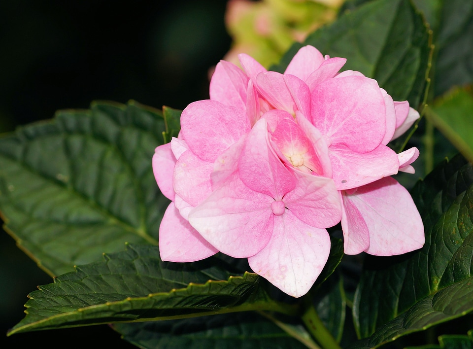 Pink tender nature photo