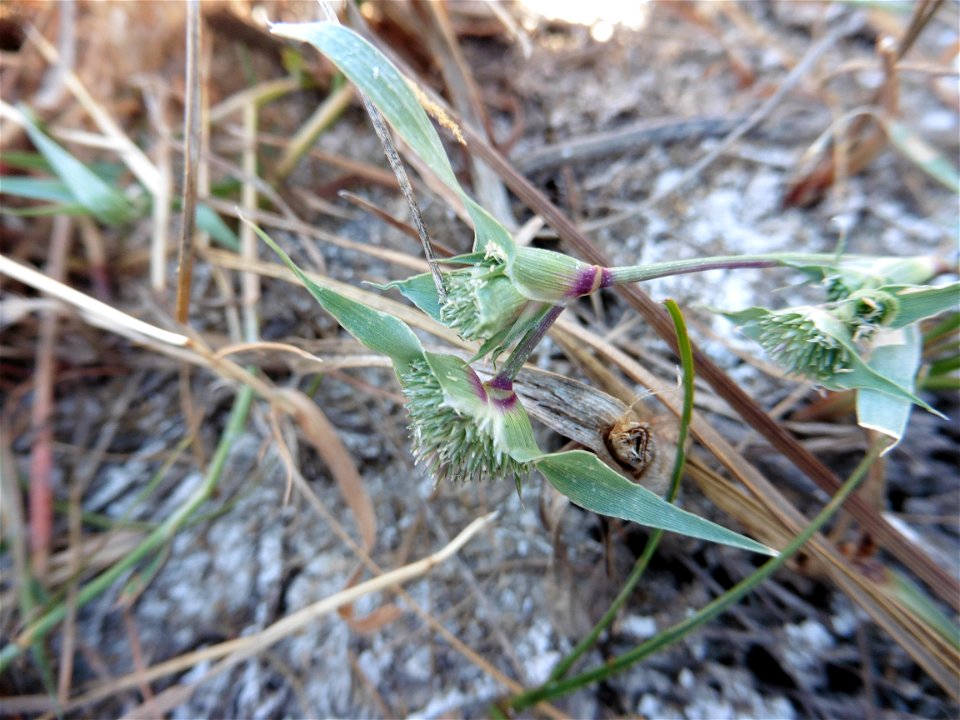 Crypsis aculeata (L.) Aiton, 1789