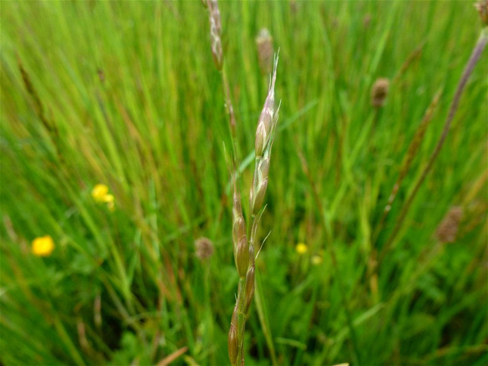 Bromus racemosus L., 1762
