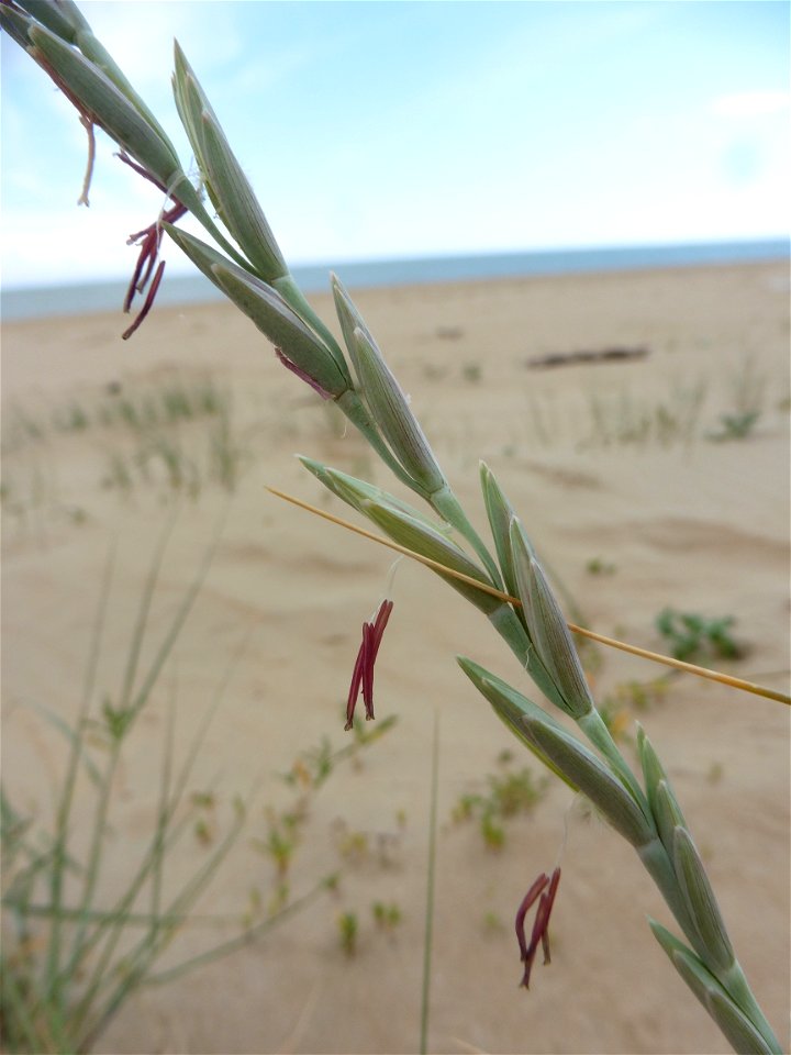 Elytrigia juncea subsp. boreoatlantica (Simonet & Guin.) Hyl., 1953