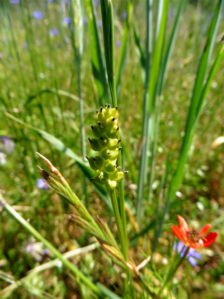 Adonis cf. aestivalis L., 1762