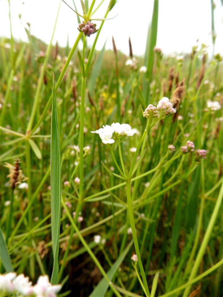 Galium debile Desv., 1818