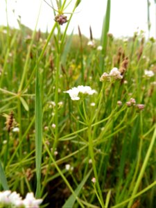 Galium debile Desv., 1818