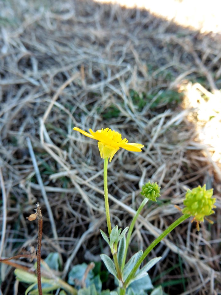 Ranunculus sardous Crantz, 1763