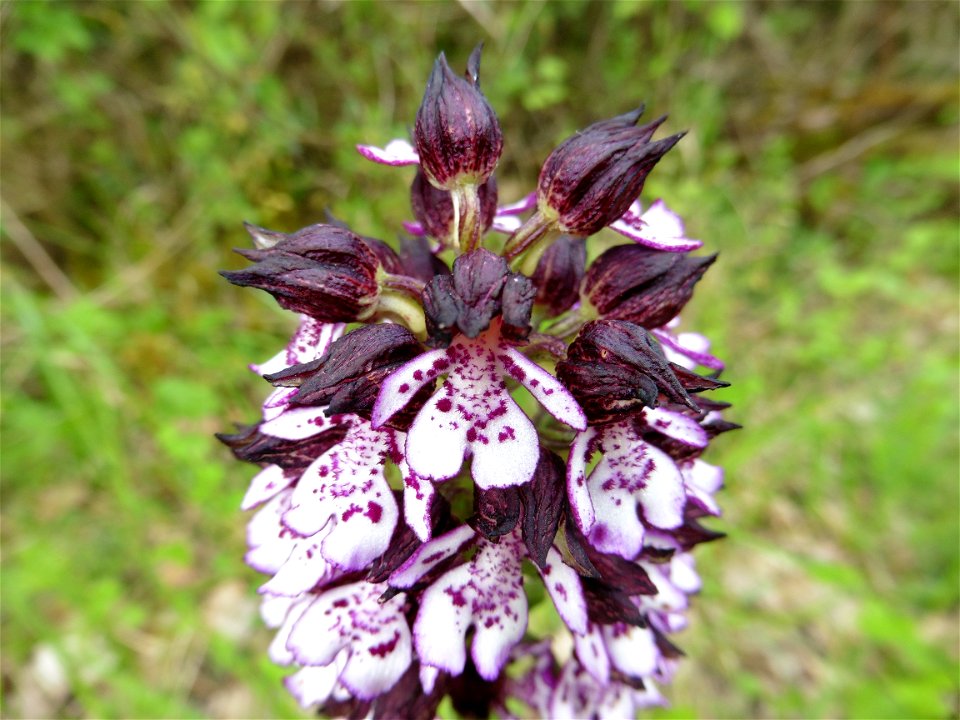 Orchis purpurea Huds., 1762