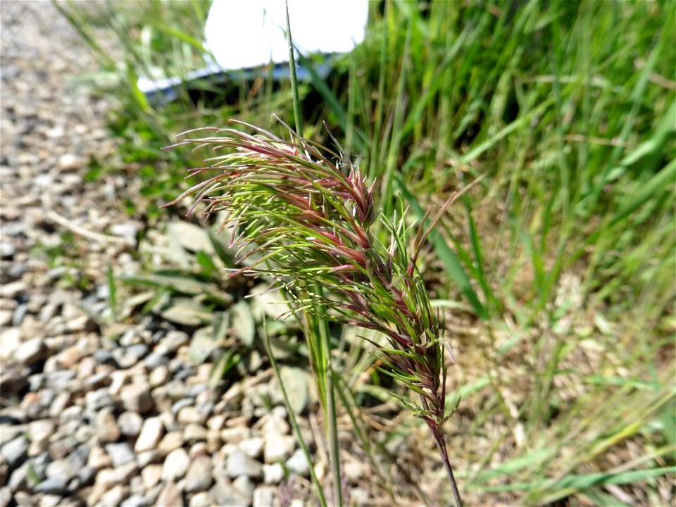 Poa bulbosa L., 1753