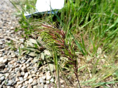 Poa bulbosa L., 1753