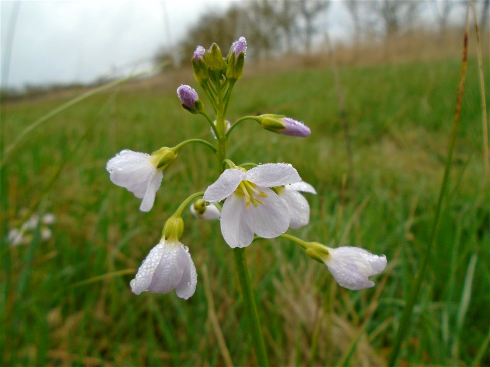 Cardamine pratensis L., 1753