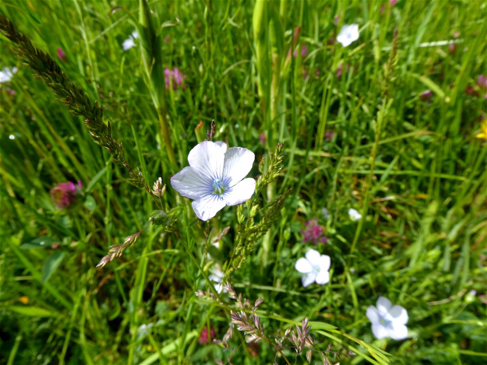 Linum usitatissimum subsp. angustifolium (Huds.) Thell., 1912