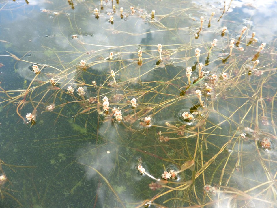 Stuckenia pectinata (L.) Börner, 1912