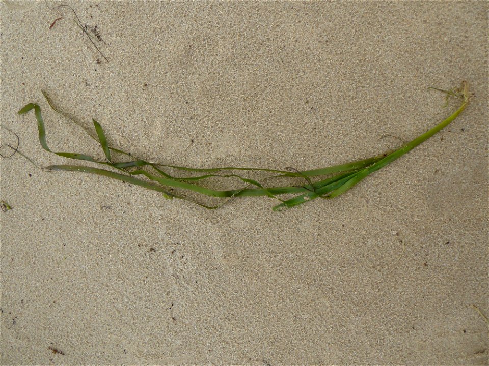Zostera marina L., 1753
