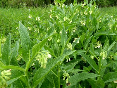 Symphytum officinale L., 1753
