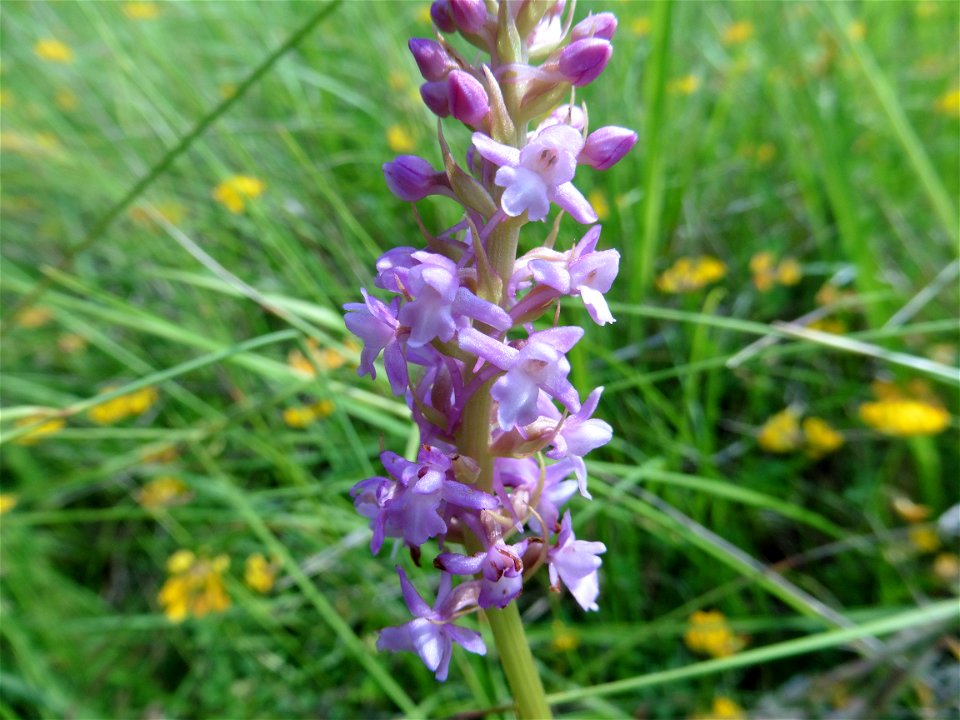 Gymnadenia conopsea (L.) R.Br., 1813