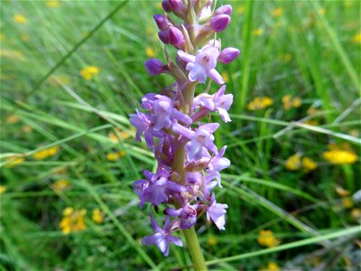 Gymnadenia conopsea (L.) R.Br., 1813