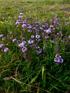 Mentha pulegium L., 1753