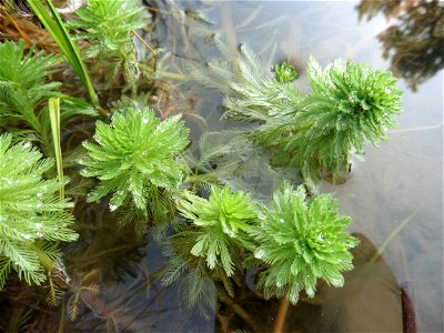 Myriophyllum aquaticum (Vell.) Verdc., 1973