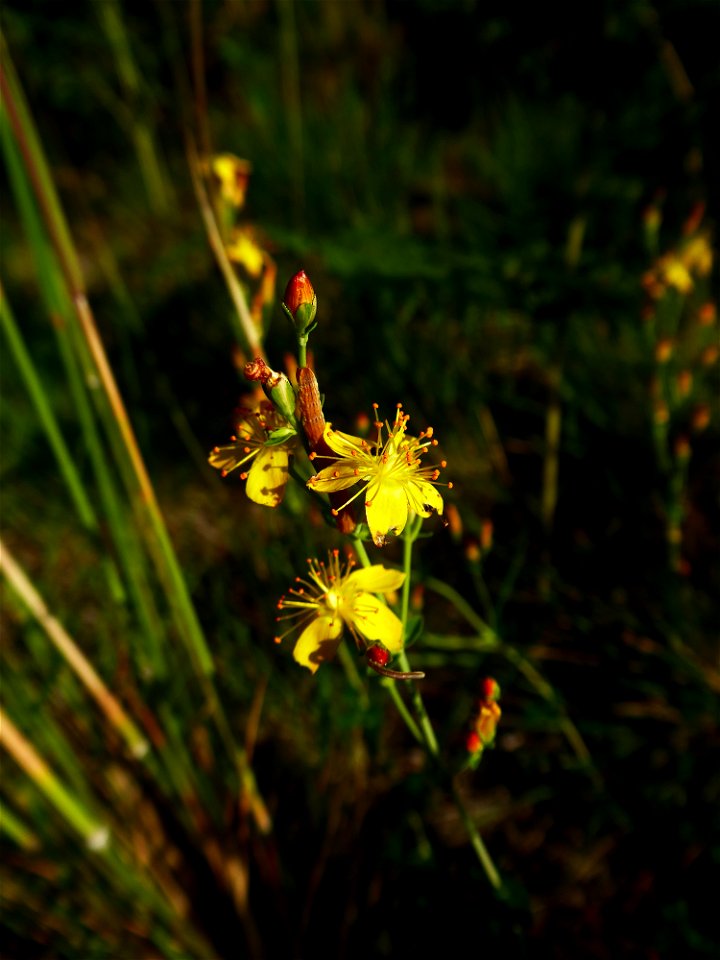 Hypericum perforatum L., 1753
