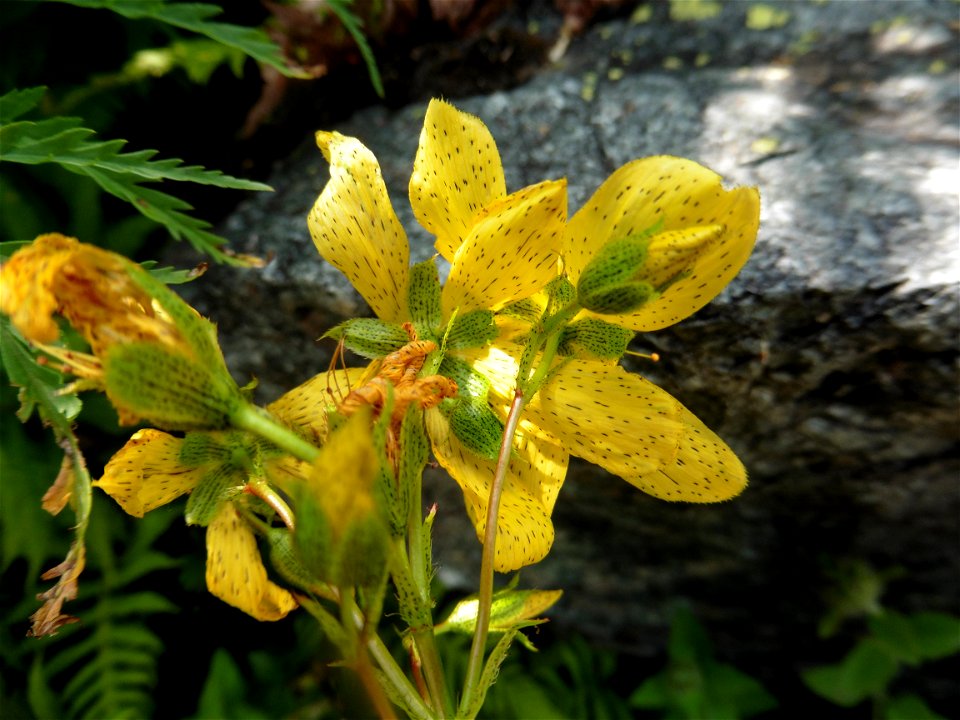 Hypericum montanum L., 1755