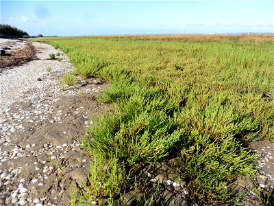 Littoral charentais, Oléron, Moëze