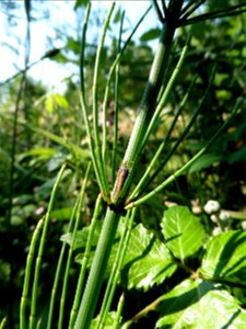 Equisetum ramosissimum Desf., 1799