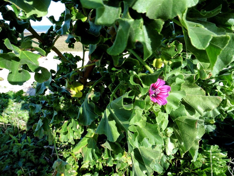 Malva arborea (L.) Webb & Berthel., 1837