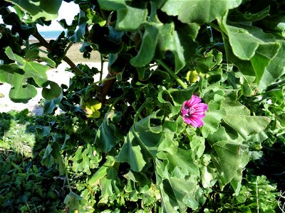 Malva arborea (L.) Webb & Berthel., 1837