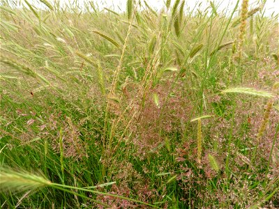 Agrostis capillaris L., 1753