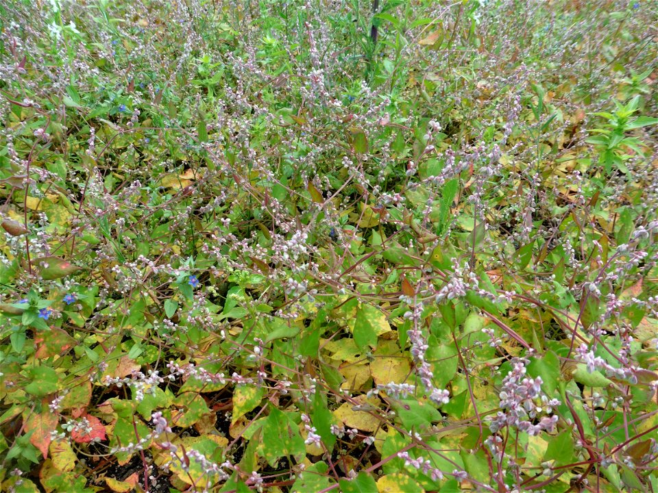 Fallopia convolvulus (L.) Á.Löve, 1970