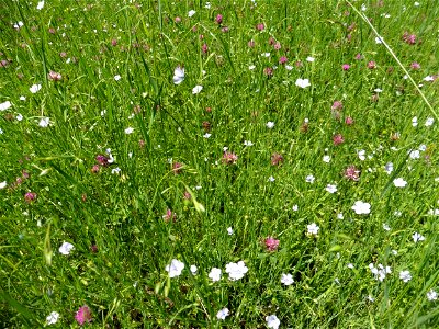 Linum usitatissimum subsp. angustifolium (Huds.) Thell., 1912