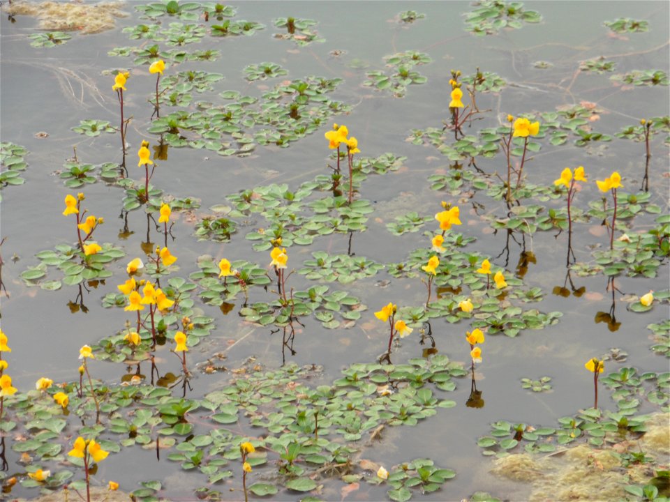 Utricularia australis R.Br., 1810