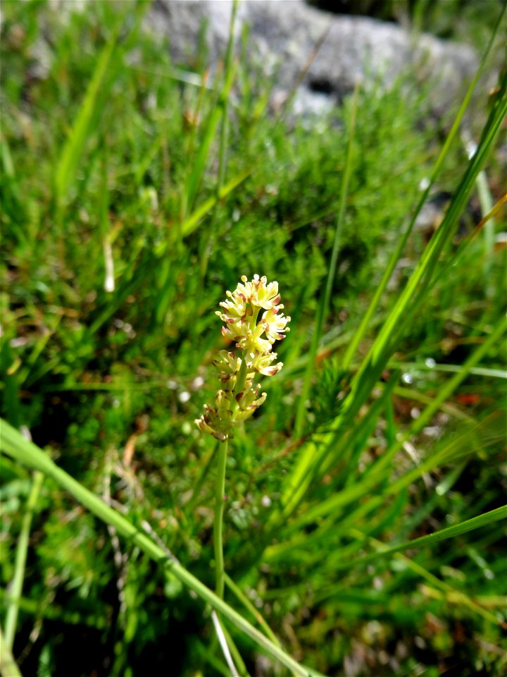 Tofieldia calyculata (L.) Wahlenb., 1812