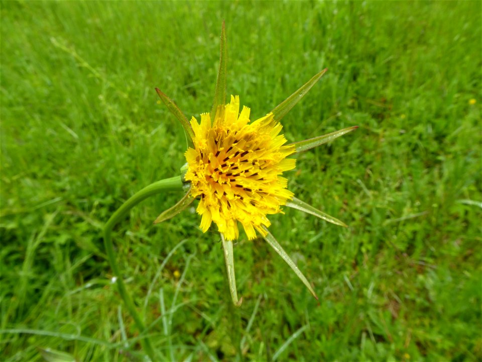 Tragopogon pratensis subsp. minor (Mill.) Hartm., 1846