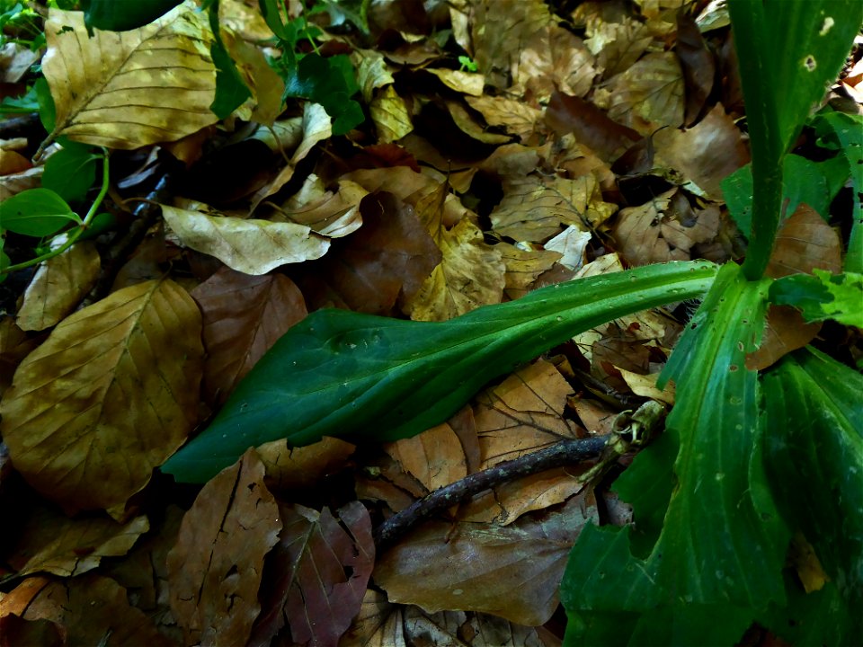 Digitalis lutea L., 1753