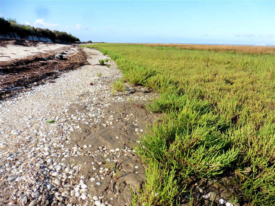 Littoral charentais, Oléron, Moëze