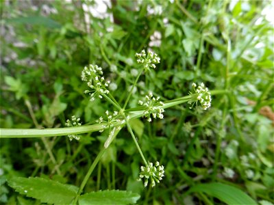 Helosciadium nodiflorum (L.) W.D.J.Koch, 1824