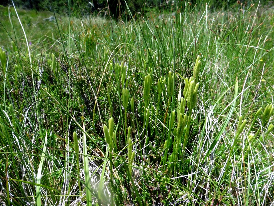 Lycopodium clavatum L., 1753
