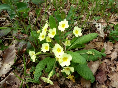 Primula vulgaris Huds., 1762