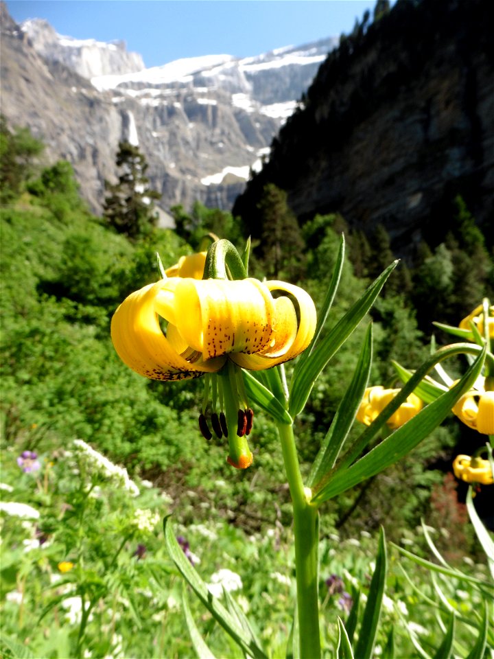 Lilium pyrenaicum Gouan, 1773