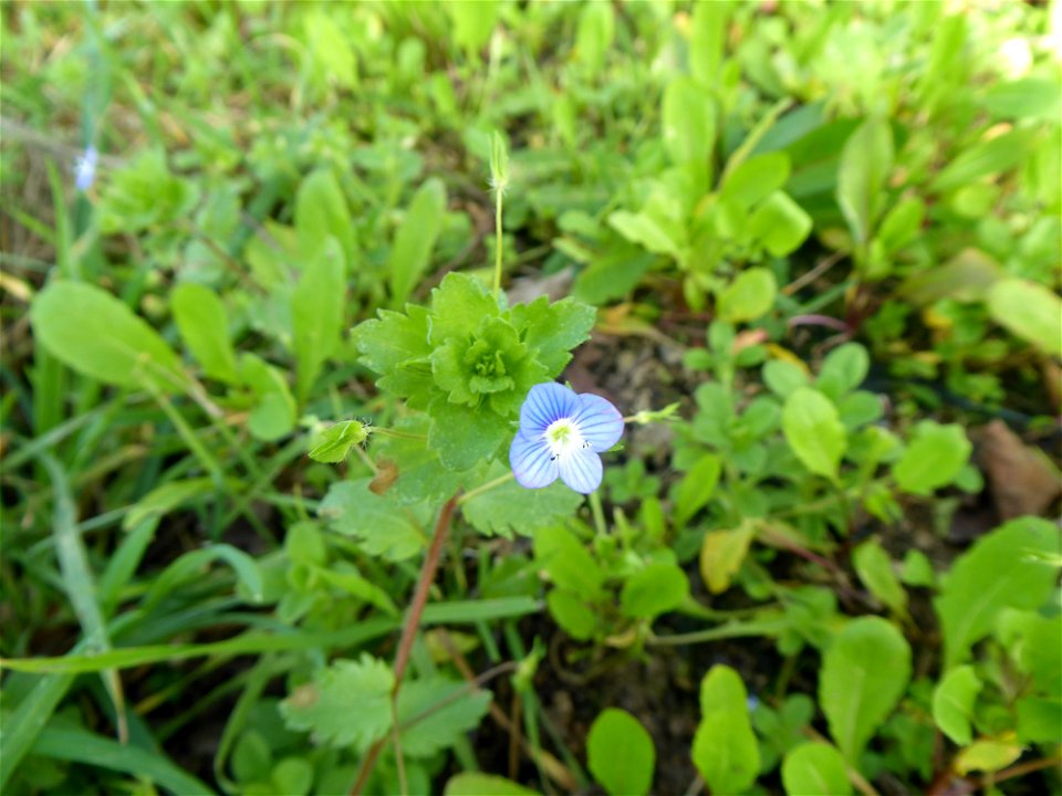 Veronica persica Poir., 1808