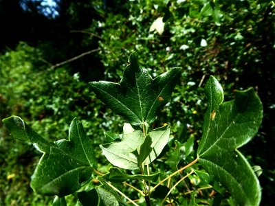 Acer monspessulanum L., 1753
