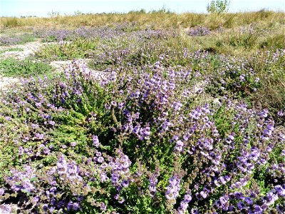 Mentha pulegium L., 1753
